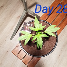 Wipeout Express Auto