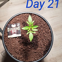 Wipeout Express Auto