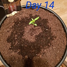 Wipeout Express Auto