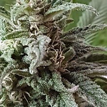 Missing in Barcelona