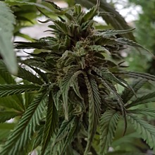 Missing in Barcelona