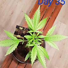 Wipeout Express Auto