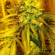 Lemon Shining Silver Haze