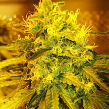 Lemon Shining Silver Haze