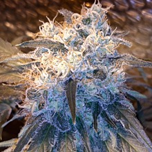 Lemon Shining Silver Haze