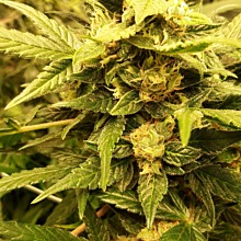 Blue Gelato 41