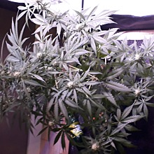 Blueberry Kush Auto