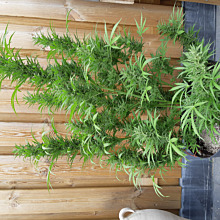 Honey Peach Auto CBD