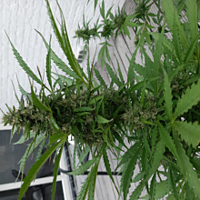 Afghan Mass Auto XXL