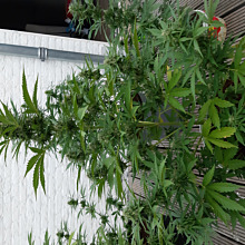 Afghan Mass Auto XXL