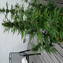 Afghan Mass Auto XXL