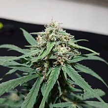Sensi Skunk Auto