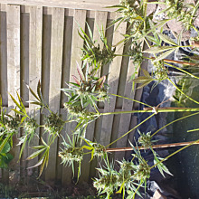 Great White Shark Auto 