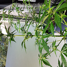 Great White Shark Auto 