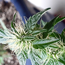 Great White Shark Auto 