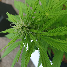 White Haze Automatic