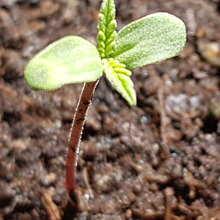 Afghan Kush x White Widow