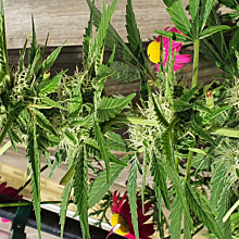 Berry Bomb Autoflower