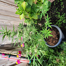 Berry Bomb Autoflower