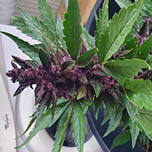 Purple Kush Automatic