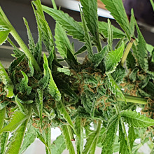 Berry Bomb Autoflower