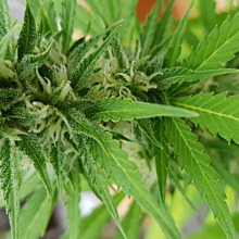Hindu Kush Auto