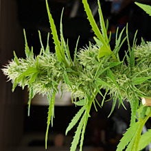 Hindu Kush Auto
