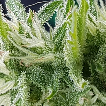 Hindu Kush Auto