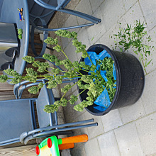 Bubble Kush Automatic