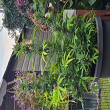 American Stafford Auto