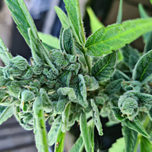 American Stafford Auto