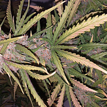 Bubblegum Auto
