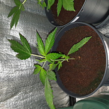 Auto Critical Orange Punch