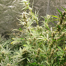 Original Auto Cheese