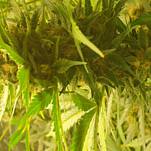 Original Auto Cheese