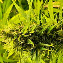 60 Days Grapefruit Auto
