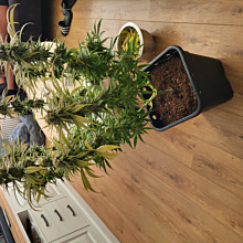 Critical Neville Haze 2.0