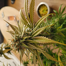 Critical Neville Haze 2.0