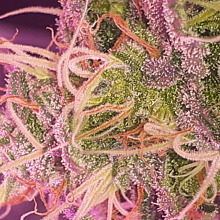 Super Lemon Haze Auto