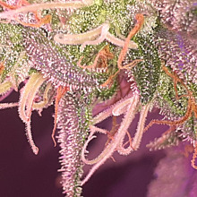 Super Lemon Haze Auto