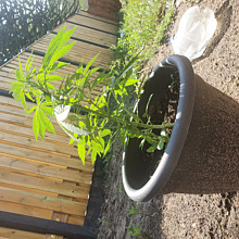 BCN Critical XXL Auto