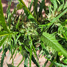 Blueberry Bliss Auto