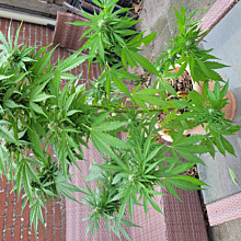 Blueberry Bliss Auto