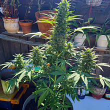 Super Lemon Haze Auto