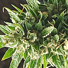 Northern Light Automatic