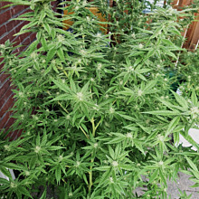 BCN Critical XXL Auto