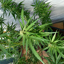 White Widow Automatic