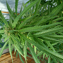 White Widow Automatic