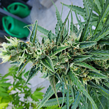 Critical Neville Haze Auto