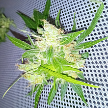 Northern Light Automatic